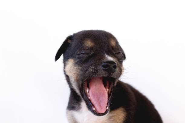istock The funny puppy is yaming 1284574348