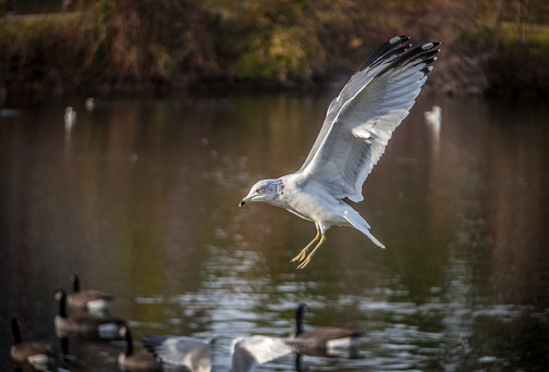 Close-up of a Ring-billed Gull in flight.