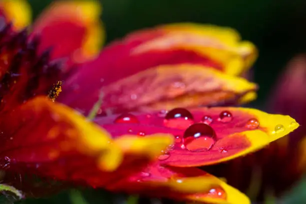 Gaillardia flower after rain with drops on yellow-red petals, macro photo.