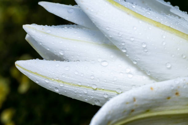istock White lily petals after rain with drops, macro. 1284575407
