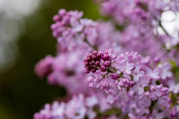 istock Beautiful lilac flowers 1284576628
