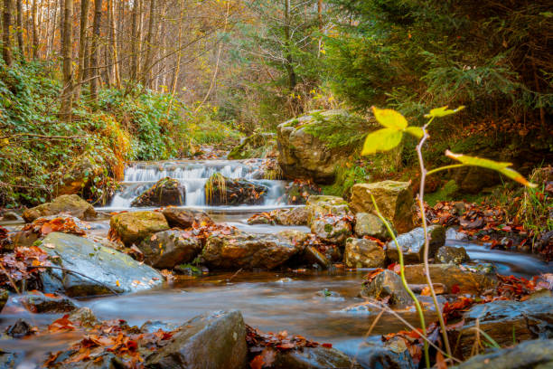 Autumn forest and river scene with waterfall. Long exposure. Seasonal vibes and warm atmosphere. Autumn forest and river scene with waterfall. Long exposure. Seasonal vibes and warm atmosphere. Beauty in nature. Location is Spa, Ardennes Belgium. spa belgium stock pictures, royalty-free photos & images