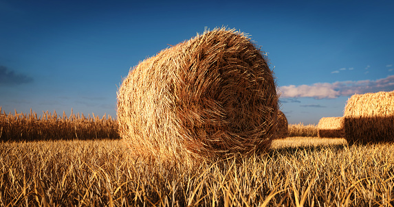 Digitally generated round straw bale on the field at sunset.\n\nThe scene was rendered with photorealistic shaders and lighting in Autodesk® 3ds Max 2020 with V-Ray 5 with some post-production added.