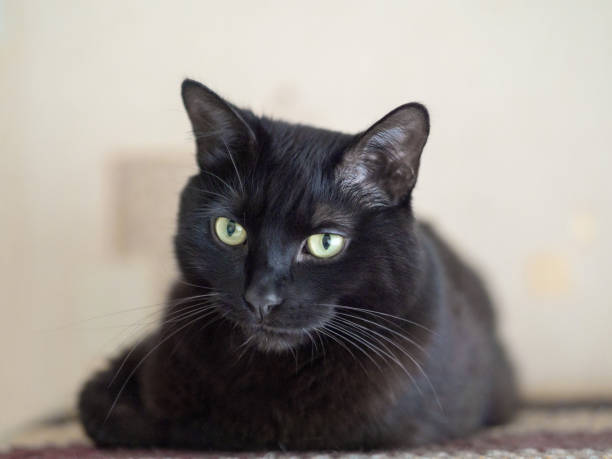 istock Black cat lies on a mat and looking at camera, selected focus 1284578028