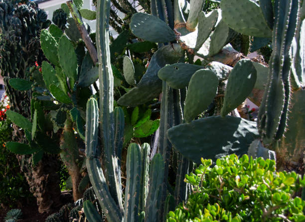 istock Different types of cacti in downtown Lienz 1284578589