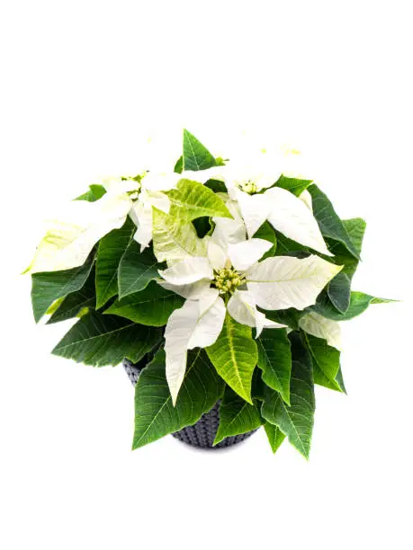 Photo of White poinsettia plant isolated on white background