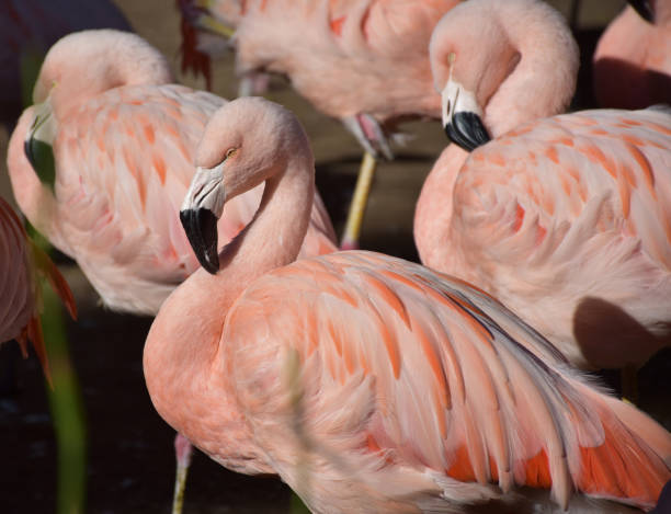 istock Pink Flamingo with a Black Tipped Beak 1284579472