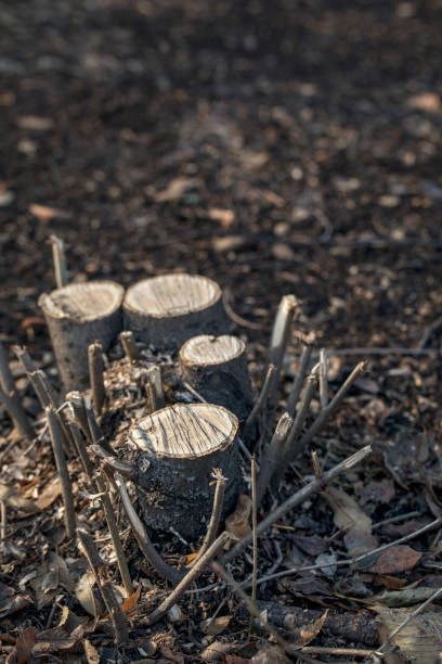 istock Sawed trees in the city park. 1284579910
