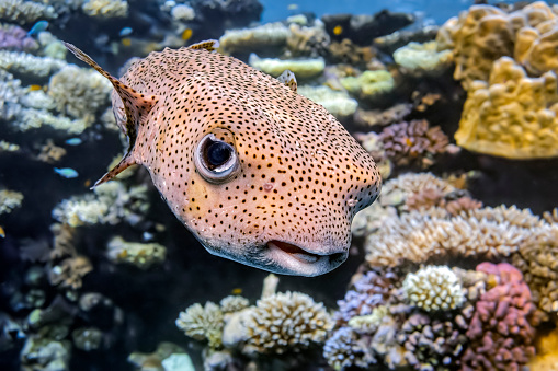 Pufferfish Blows itself up , after I release it from a fisherman's net