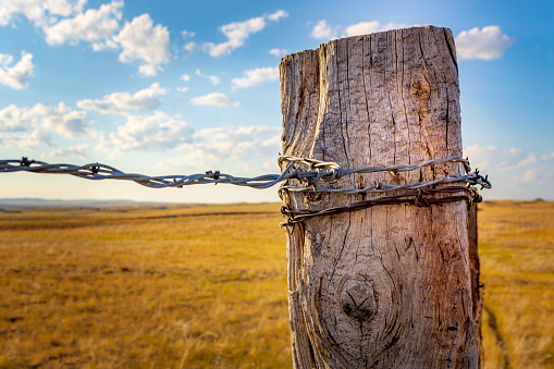 Animal hair fixed in barb wire