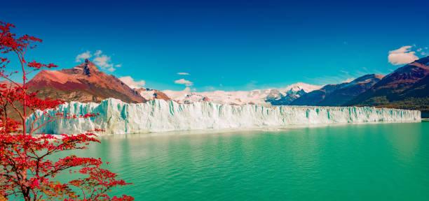 Panoramic view over gigantic full size Perito Moreno glacier in Patagonia with blue sky and turquoise water glacial lagoon, and red lenga trees in Autumn colors, South America, Argentina, at sunny day