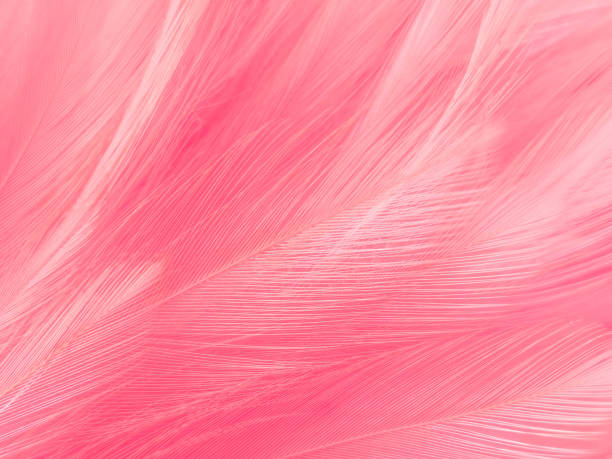 istock Beautiful abstract light pink feathers on white background,  white feather frame texture on pink pattern and pink background, love theme wallpaper and valentines day 1284582930