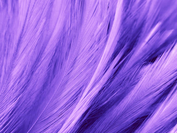 istock Beautiful abstract purple feathers on white background and soft white feather texture on dark pattern and purple background, colorful feather wallpaper, love valentines day 1284582969