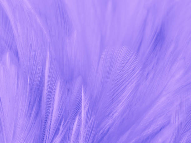 istock Beautiful abstract purple feathers on white background and soft white feather texture on dark pattern and purple background, colorful feather wallpaper, love valentines day 1284582983