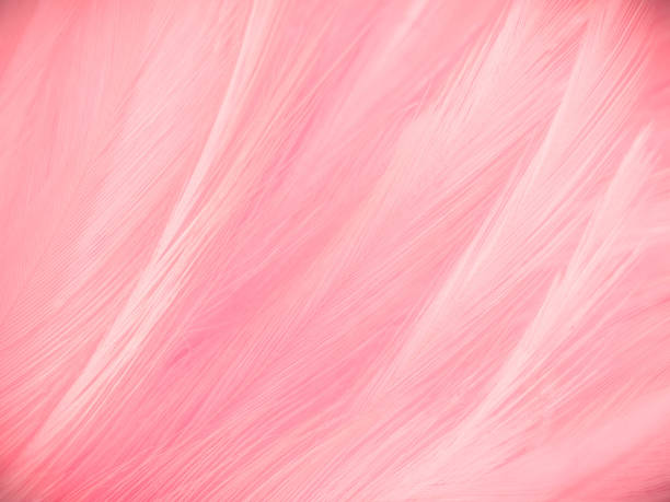 istock Beautiful abstract light pink feathers on white background,  white feather frame texture on pink pattern and pink background, love theme wallpaper and valentines day 1284583031