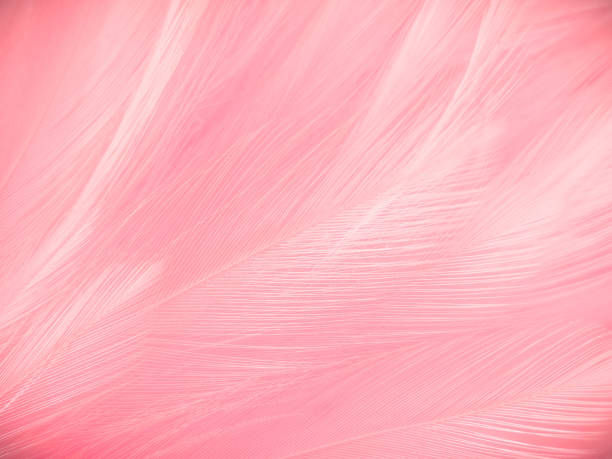 istock Beautiful abstract light pink feathers on white background,  white feather frame texture on pink pattern and pink background, love theme wallpaper and valentines day 1284583046
