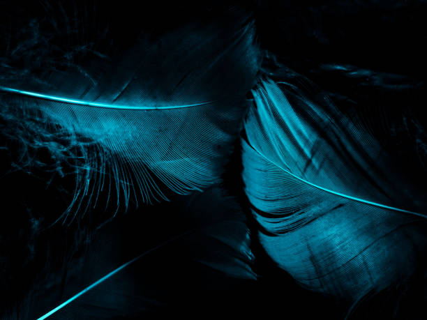 istock Beautiful abstract blue feathers on dark background and black feather texture on blue pattern and blue background, feather wallpaper, blue banners, love theme, valentines day, dark texture 1284583099