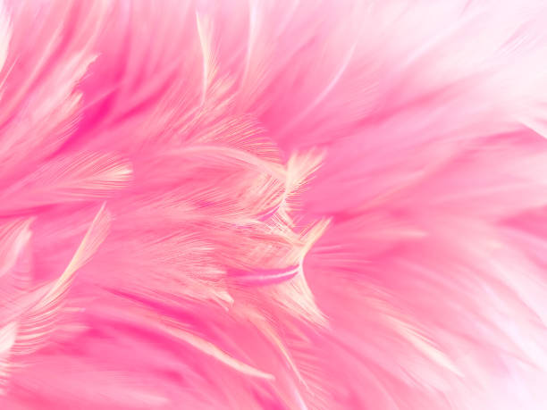 istock Beautiful abstract light pink feathers on white background,  white feather frame texture on pink pattern and pink background, love theme wallpaper and valentines day 1284583127