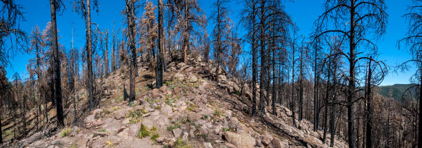 Aftermath of the 2019 Museum Fire In July of 2019 the Museum Fire of Northern Arizona burned 1,961 acres of Ponderosa pine and mixed conifer forest.  The was caused by a forest-thinning project which was originally undertaken to help prevent devastating wildfires. The fire was started from a piece of heavy equipment striking a rock and sparking the blaze.  Nearby neighborhoods were forced to evacuate.  According to the National Forest Service, the fire cost $9 million before it was brought under control.  This section of burned trees was photographed from Brookbank Meadow in the Coconino National Forest near Flagstaff, Arizona, USA. jeff goulden environmental conservation stock pictures, royalty-free photos & images