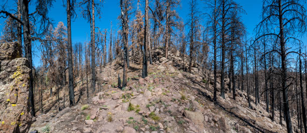 istock Aftermath of the 2019 Museum Fire 1284583438