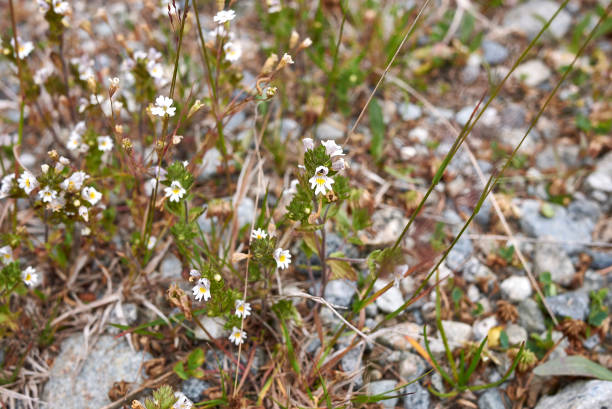 Euphrasia alpina in bloom Euphrasia alpina white spotted flowers euphrasia stock pictures, royalty-free photos & images