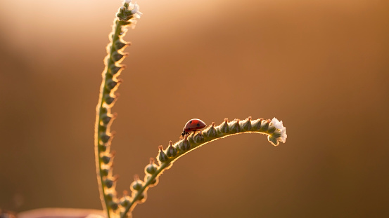 red ladybug crawls on the flower branch