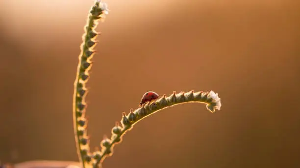 Photo of ladybug at sunset