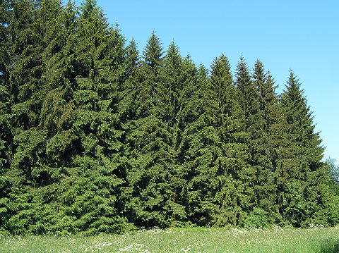 Big fir tree in the park