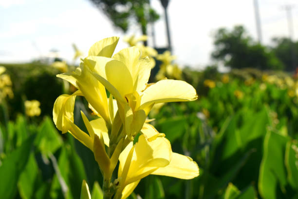 istock Beatiful yellow Canna flower with bright light on green nature blurred background. 1284586045