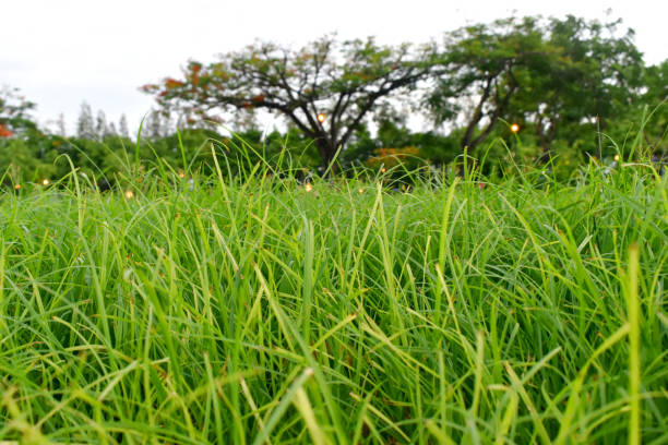 Close up green grass field with blurred park in background
