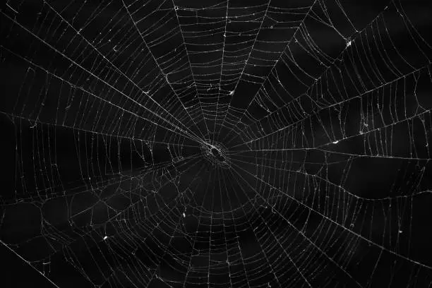 Photo of Spider Web (Cobweb)