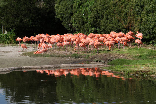 istock A view of a Flamingo 1284589337