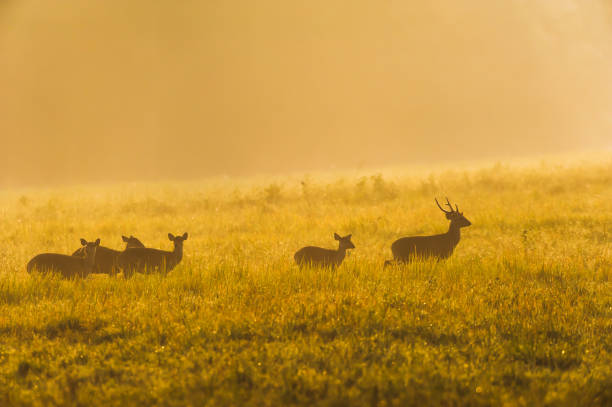istock A herd of Hog Deer relaxing on a grassland at sunrise. 1284589518