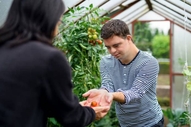 síndrome de down hombre adulto recolectando tomates en invernadero, concepto de jardinería. - disabled adult fotografías e imágenes de stock