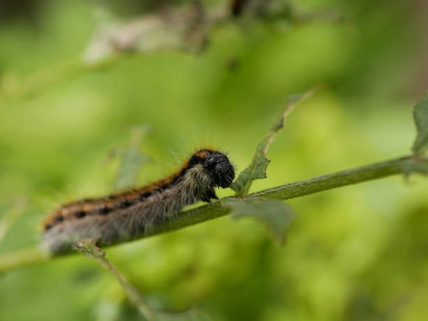 istock A small gray hairy caterpillar with longitudinal brown stripes devours leaves on a Bush branch against a background of green vegetation. Agricultural pests in natural conditions on a Sunny spring day. 1284591515