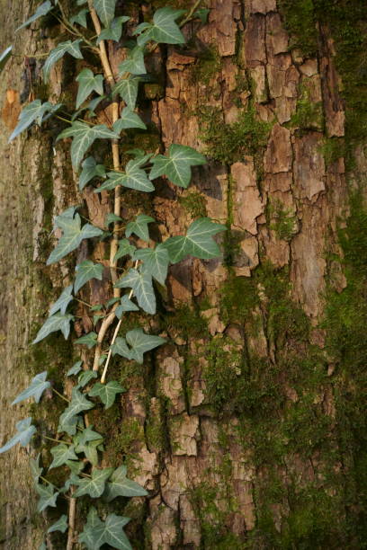 istock Ivy and muss raised on the tree bark 1284591655