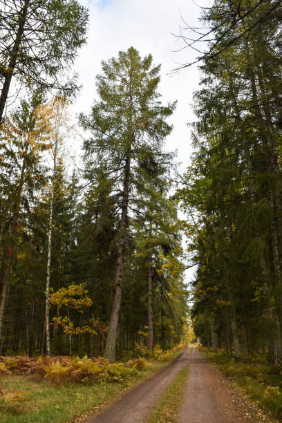 istock Gravel road through the woods 1284592246
