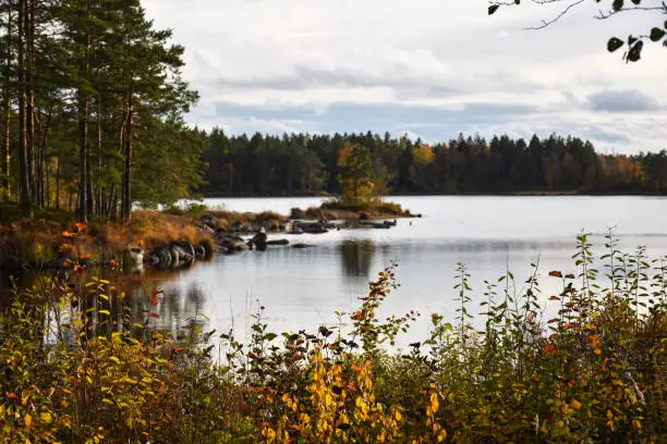 Calm lake colored in fall season colors in the province Smaland in Sweden