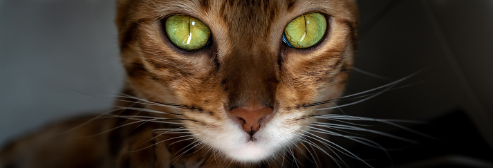 Close-up portrait of a Bengal cat with amazing green eyes.