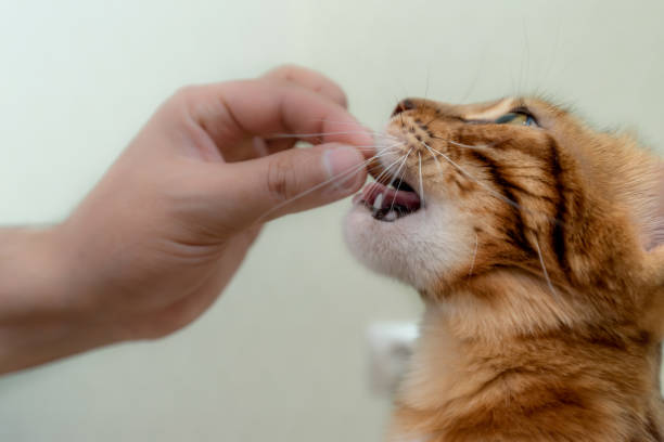 gato doméstico bengala comendo uma guloseima de uma mão. - kitten domestic cat isolated tabby - fotografias e filmes do acervo