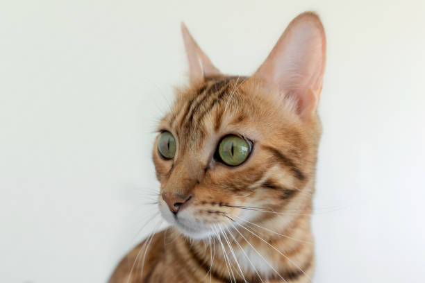 istock Bengal domestic cat isolated on white background 1284592970