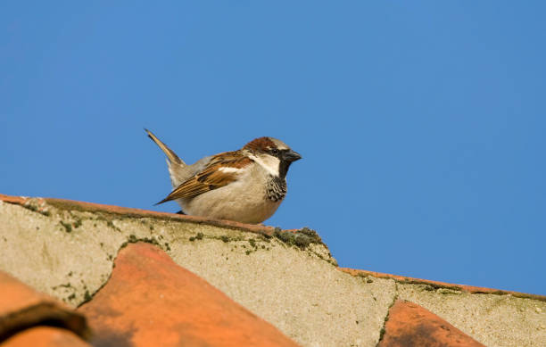 istock Male House Sparrow, Passer domesticus 1284593163