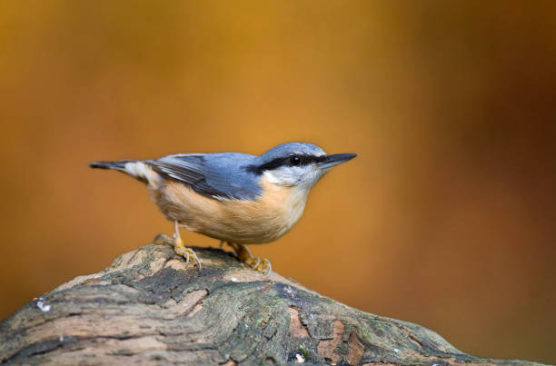 istock Eurasian Nuthatch, Sitta europaea, in autumn setting 1284593215