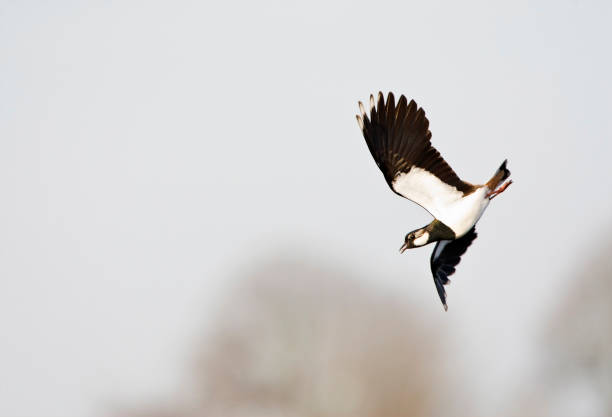istock Kievit, Northern Lapwing, Vanellus vanellus 1284593233