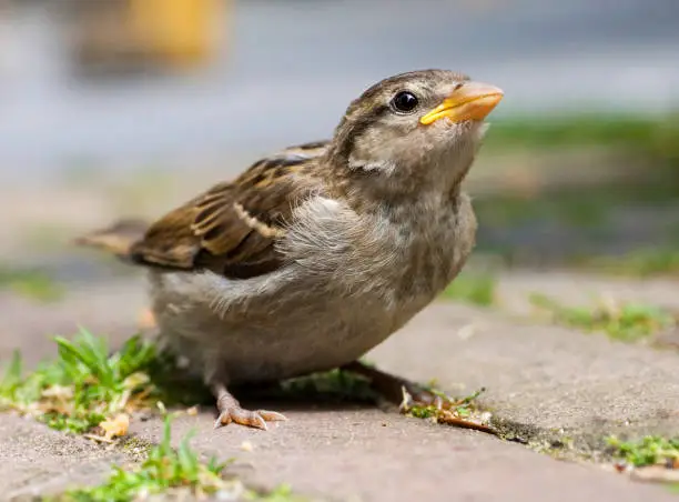 Photo of Juvenile House Sparrow, Passer domesticus