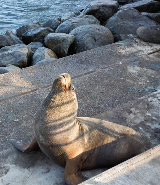 istock A photo of a sea lion 1284596131
