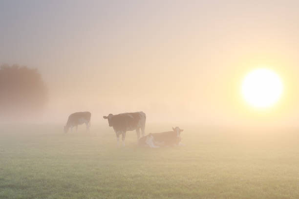 istock cows in dense fog on pasture at golden sunrise 1284596774
