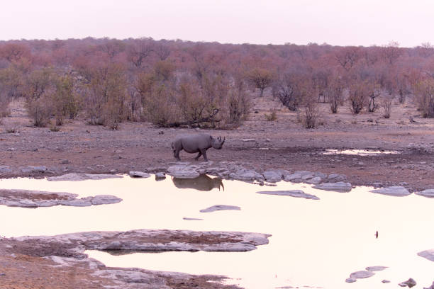 istock A rhino at water hole 1284596796