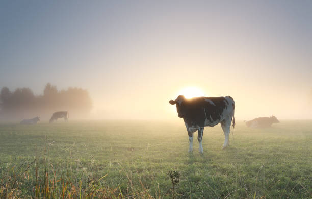 istock cows grazing on misty pasture at dawn in summer 1284596821