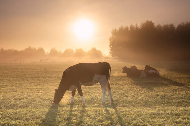 istock cows grazing on misty pasture at sunrise in summer 1284596903